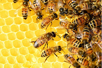Acteurs Locaux Les deux Savoie – Protégeons nos abeilles et nos apiculteurs