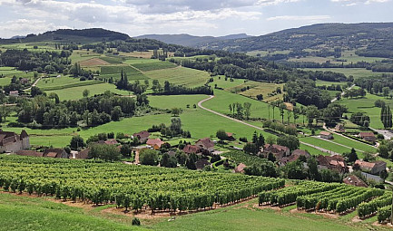 Savoie Viticole : Un renouveau récent pour les amateurs de flacons originaux